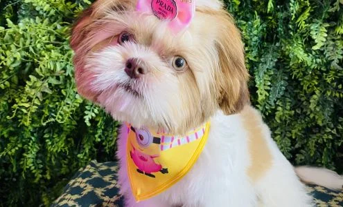 Chic Doggie the grooming studio business photo