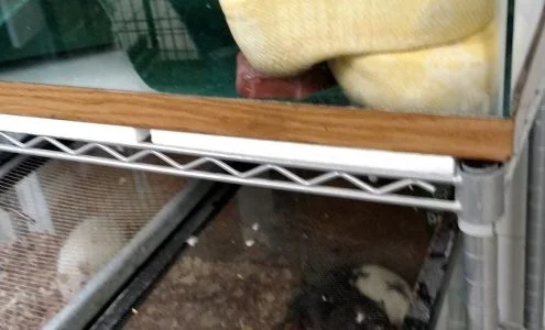 Ironbound Pet Shop business photo